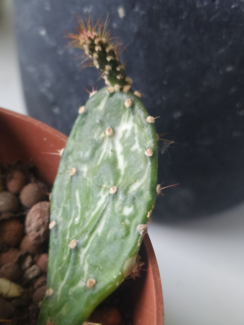 Cactus tige de Joseph — Bild 1