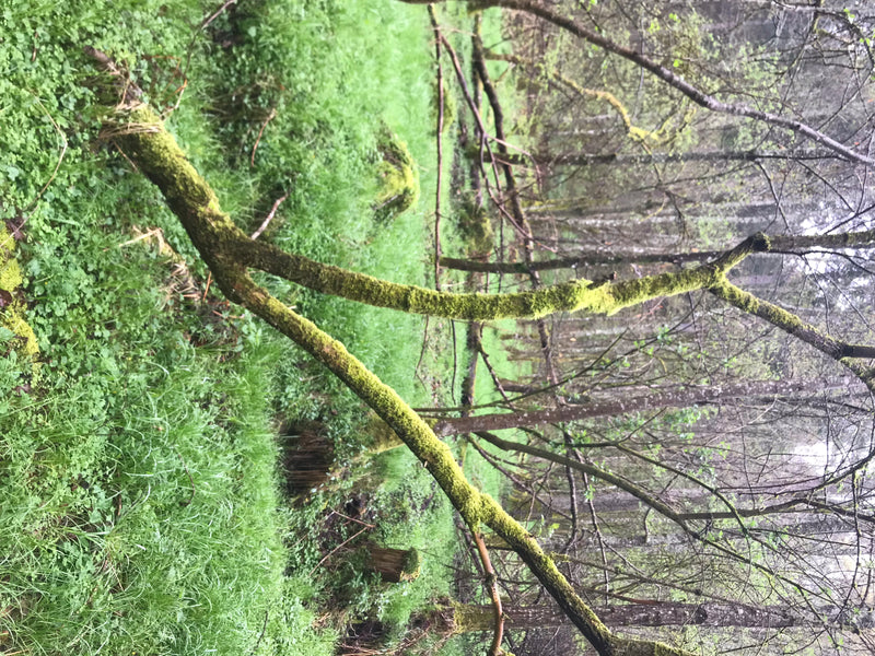 Judasohr — photo 1 sur 2