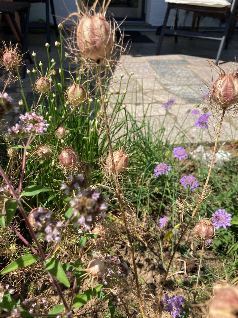 L'image montre les capsules de graines caractéristiques en forme de ballon de la nigelle de Damas dans un parterre de jardin. Elles se dressent au milieu d'a...