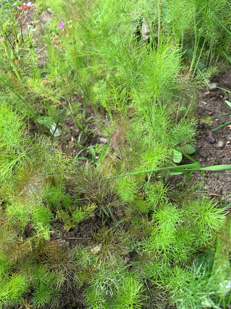 L'image montre les feuilles délicates et filiformes de la nigelle de Damas poussant sur le sol sombre du jardin. La plante est en phase de croissance avant l...