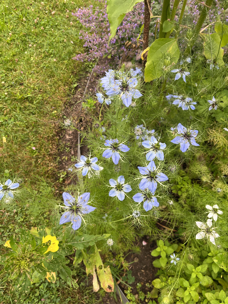 L'image montre plusieurs plantes en fleurs de nigelle de Damas avec leurs fleurs bleu clair typiques. Elles se trouvent dans un parterre de jardin entourées ...