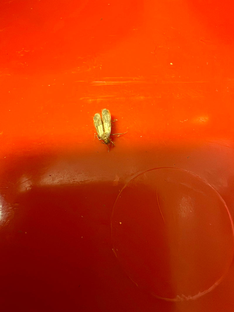 Phrygane — Bild 1