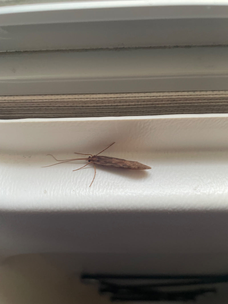 Un trichoptère adulte repose sur une surface claire et lisse près d'une fenêtre. Ses longues antennes caractéristiques et ses ailes repliées en toit sur le c...