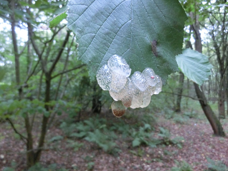 Phrygane — photo 4 sur 6