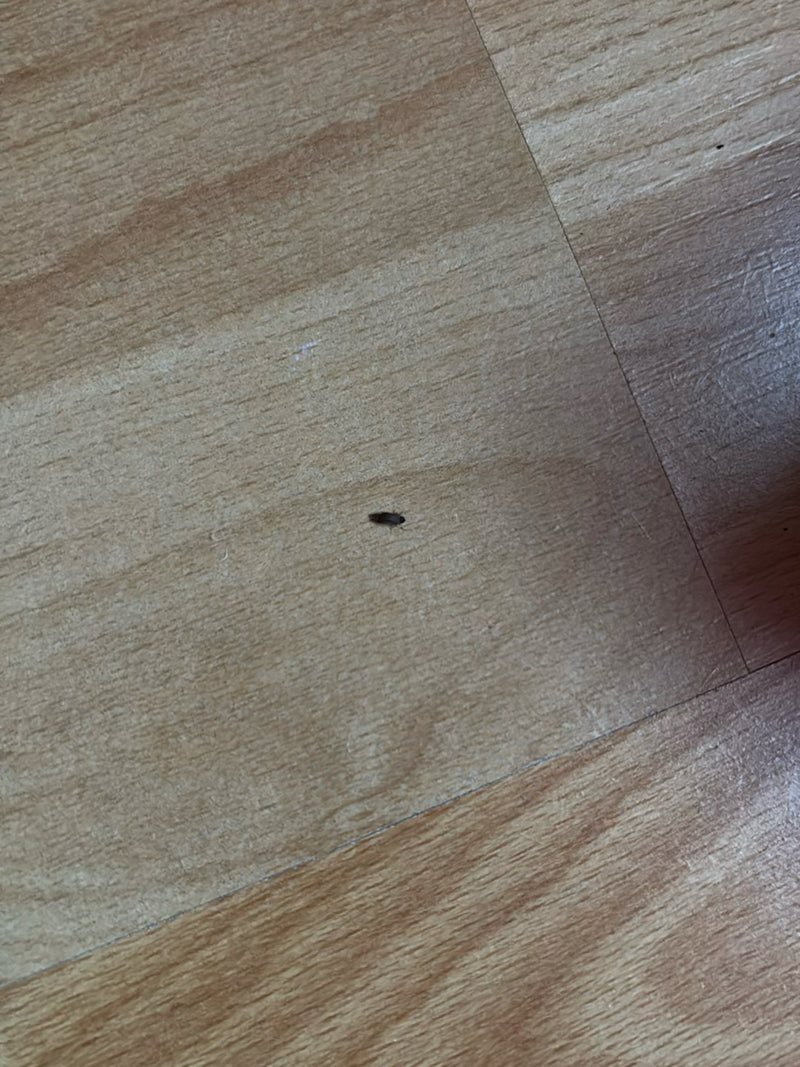 scarabée — Bild 2