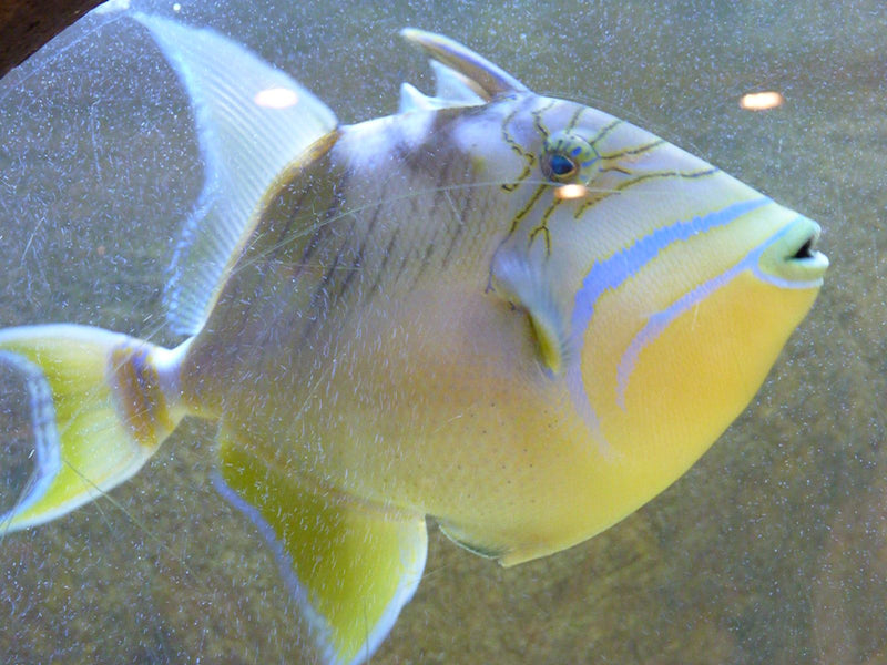 Königin-Drückerfisch — photo 1 sur 1
