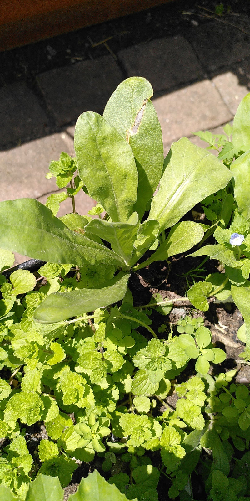 Mullein — Bild 1