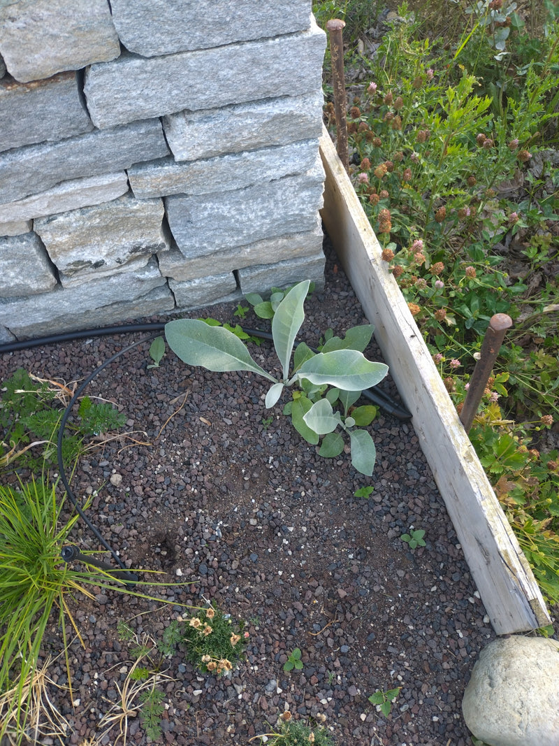 Mullein — photo 1 sur 2