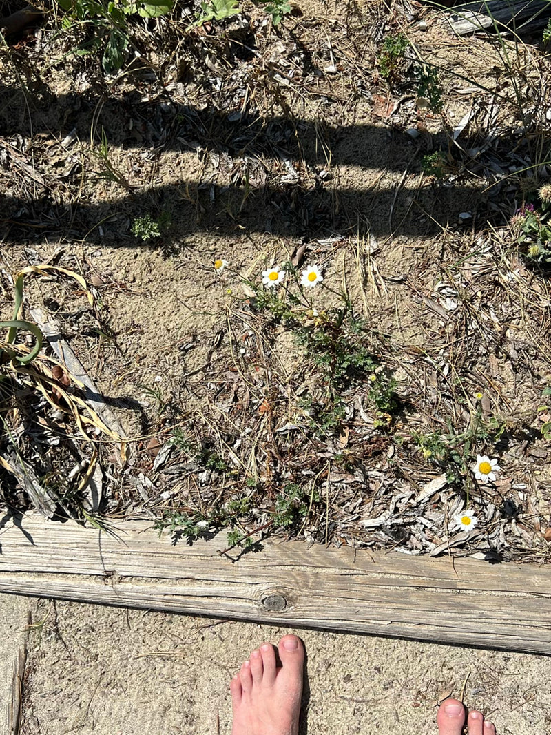 Camomille côtière — Bild 1