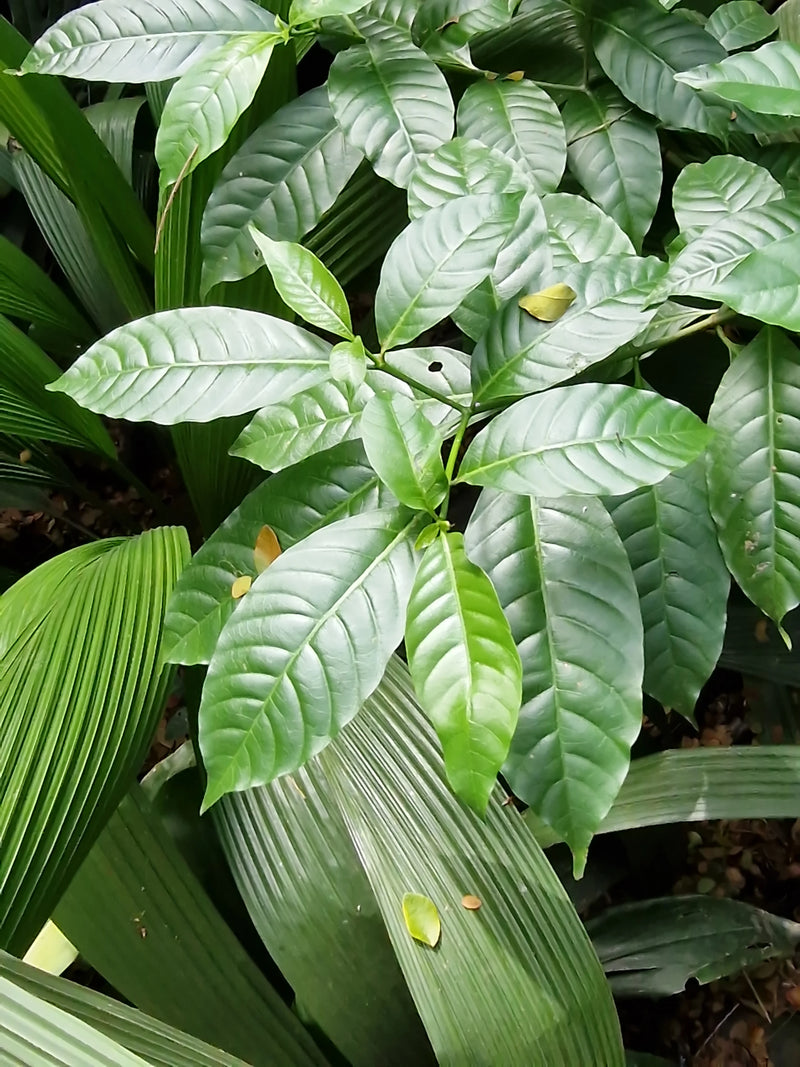 L'image montre un gros plan des feuilles vertes et brillantes d'un plant de café. Il est entouré d'un autre feuillage luxuriant.