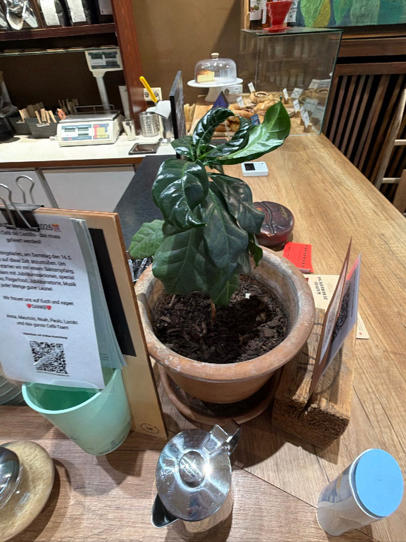 On peut voir un jeune plant de café dans un pot de fleurs en terre cuite posé sur un comptoir en bois. Les feuilles brillantes et vert foncé de la plante son...
