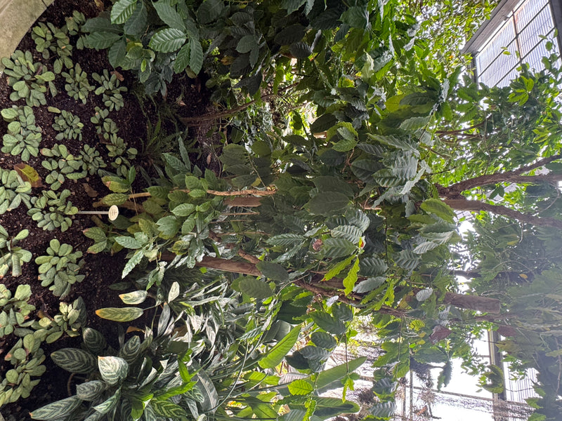 Un caféier aux feuilles vert foncé luisantes pousse au milieu d'autres plantes tropicales dans une serre.