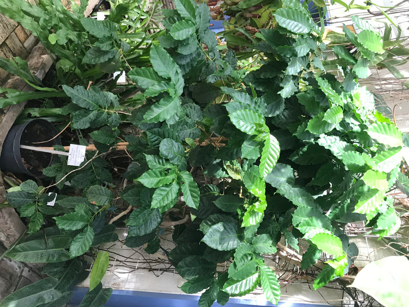 On peut voir un plant de caféier sain avec des feuilles brillantes et vert foncé dans une serre. La plante est dans un pot et présente des feuilles opposées ...