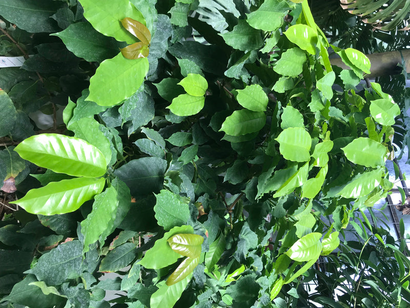 On peut voir un plant de café avec de nombreuses feuilles vertes brillantes. La prise de vue montre le feuillage dense par-dessus dans un environnement naturel.