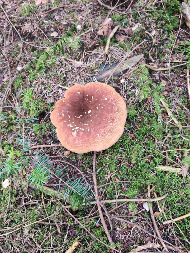 Encombrement chauve — Bild 1