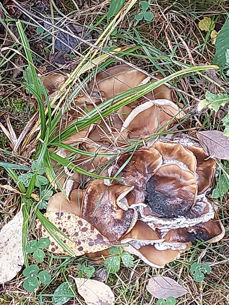 Sporophores de paxille enroulé poussant au sol parmi l'herbe et les feuilles mortes.