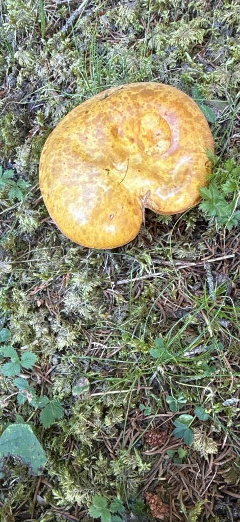 Le carpophore ocre brun du paxille enroulé repose sur le sol de la forêt parmi la mousse et les aiguilles. Le chapeau est légèrement creusé et présente la co...