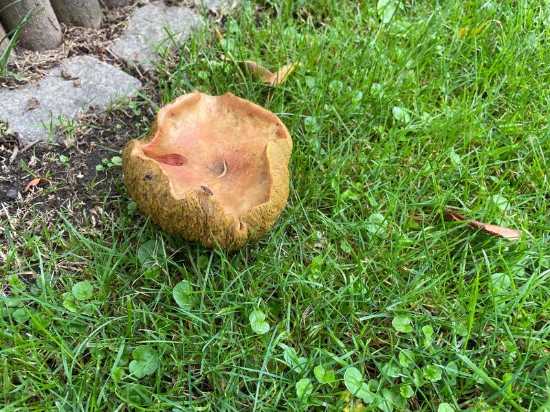 L'image montre un champignon brun avec un bord de chapeau fortement enroulé poussant dans l'herbe verte.