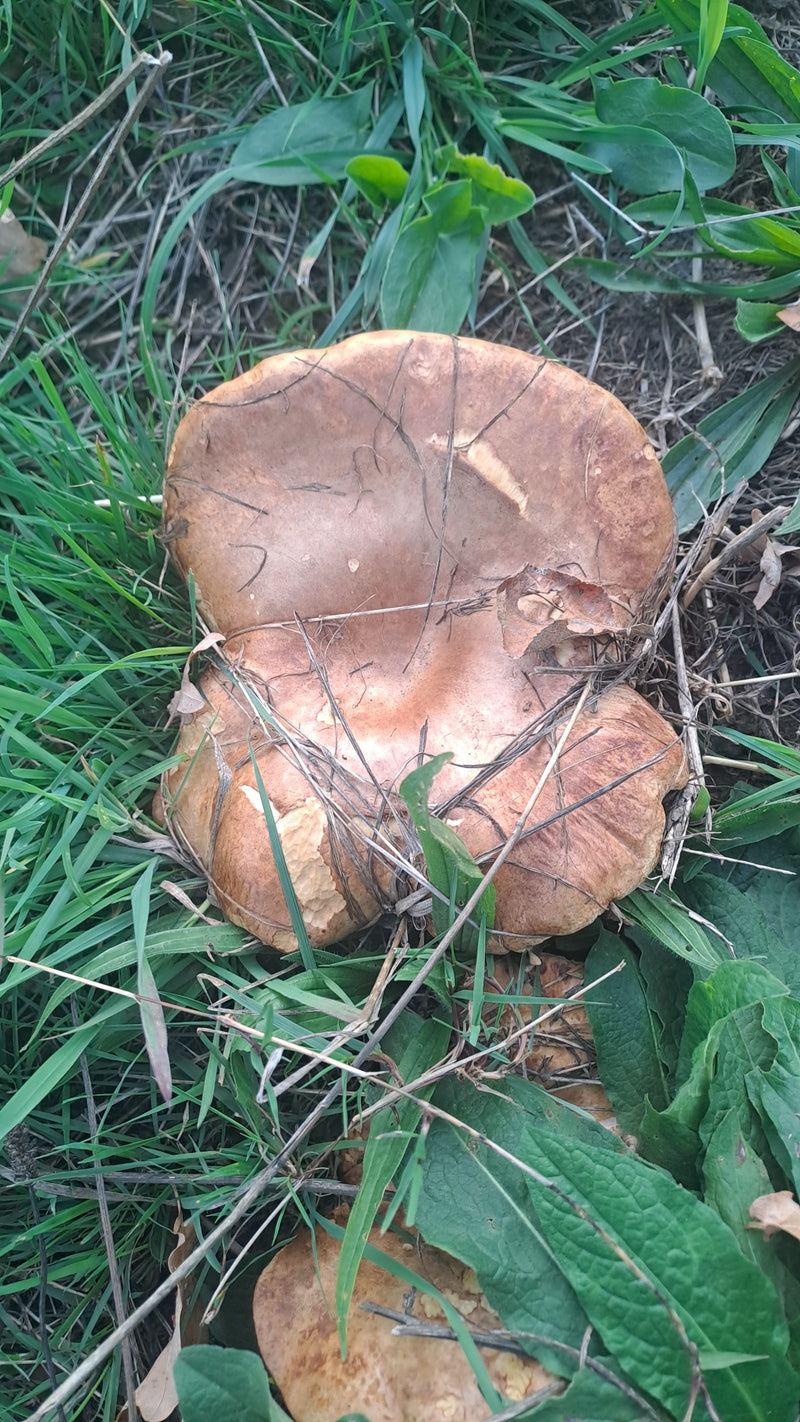 Un paxille enroulé avec sa marge nettement enroulée pousse au milieu de l'herbe et de la végétation basse.