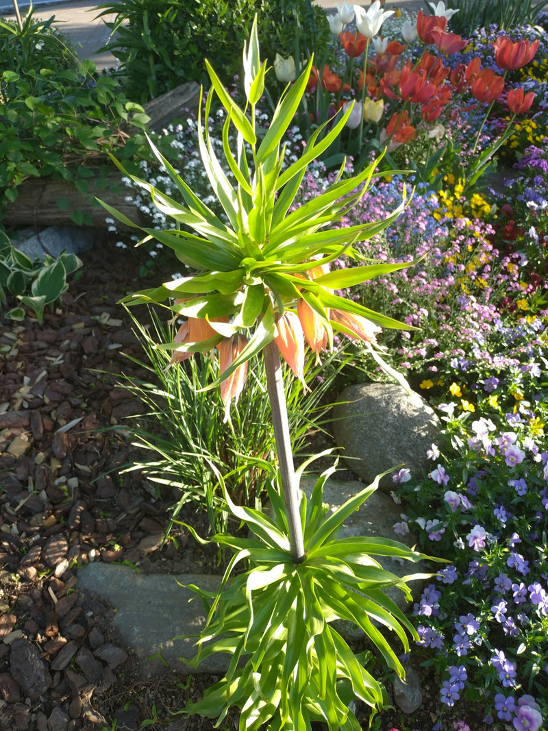 Couronne impériale — Bild 1