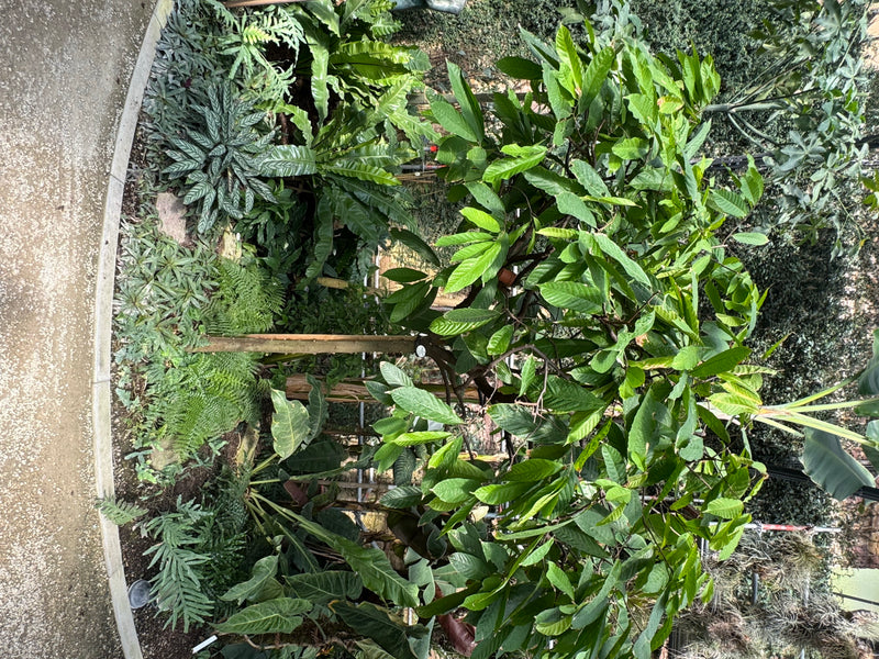 Un cacaoyer pousse au milieu d'une végétation tropicale dense dans une serre.