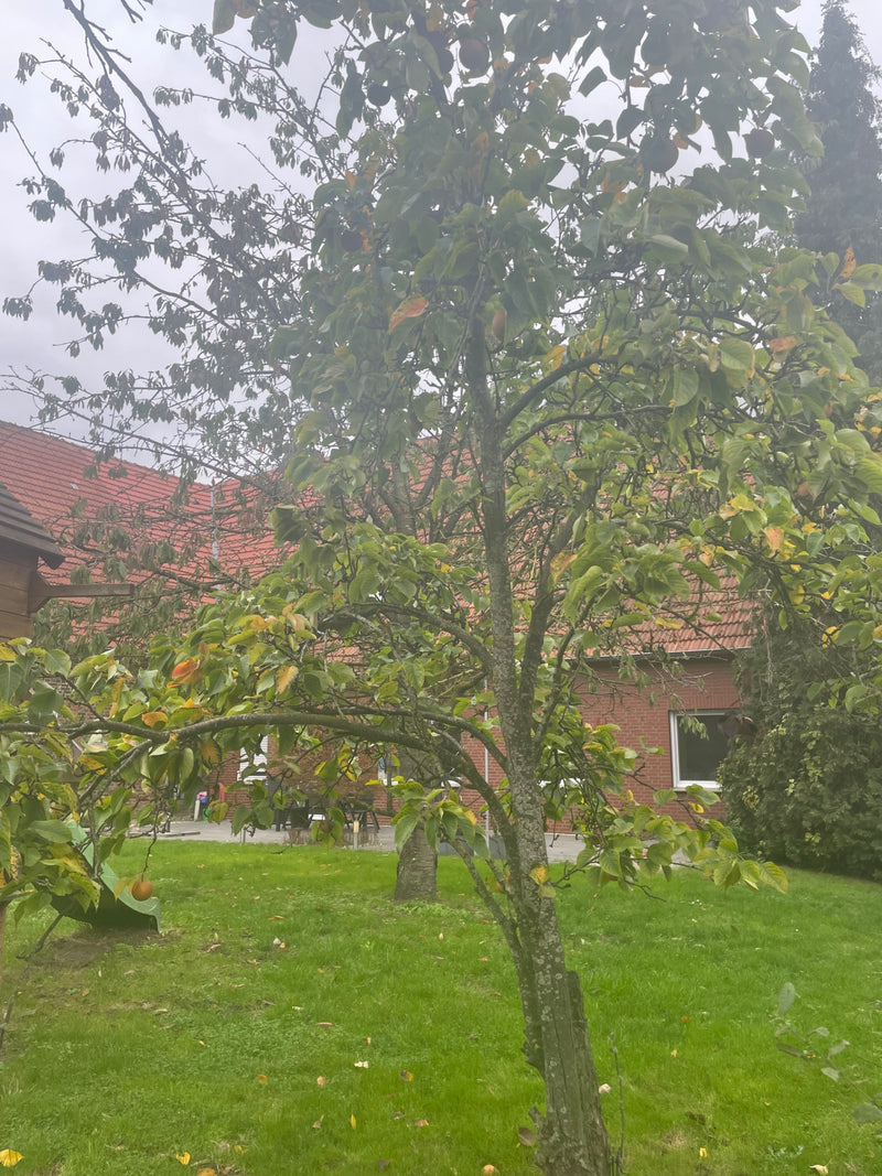 Kaki — Bild 1