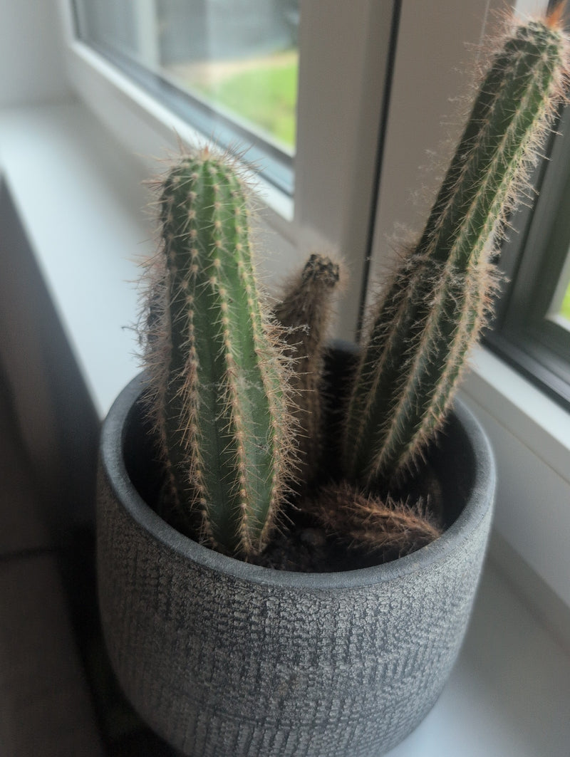 Plantes de cactus — Bild 1