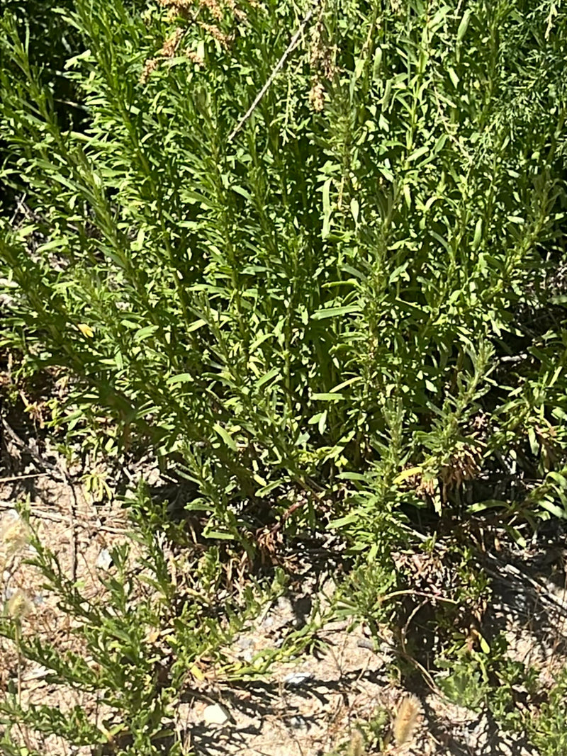 Herbe de sel de potasse — Bild 1