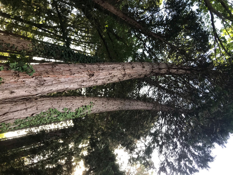 Kalifornische Weihrauchzeder — photo 2 sur 7