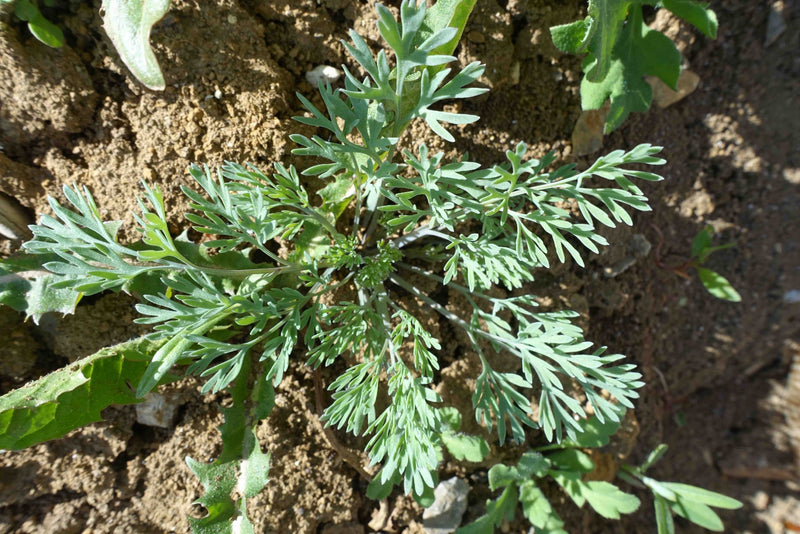 Pavot à opium — Bild 1