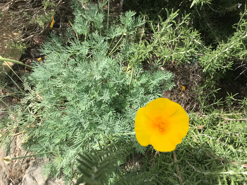 On aperçoit une fleur jaune vif de pavot de Californie devant des feuilles finement divisées bleu-vert. La photo montre la plante vue du dessus dans un envir...