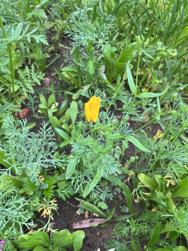 On aperçoit une fleur jaune de pavot de Californie entourée de feuilles finement découpées et d'autres végétaux. La photo montre la plante vue du dessus dans...