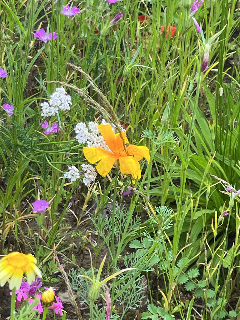 On peut voir une fleur jaune vif de pavot de Californie dans une prairie diversifiée avec diverses herbes.