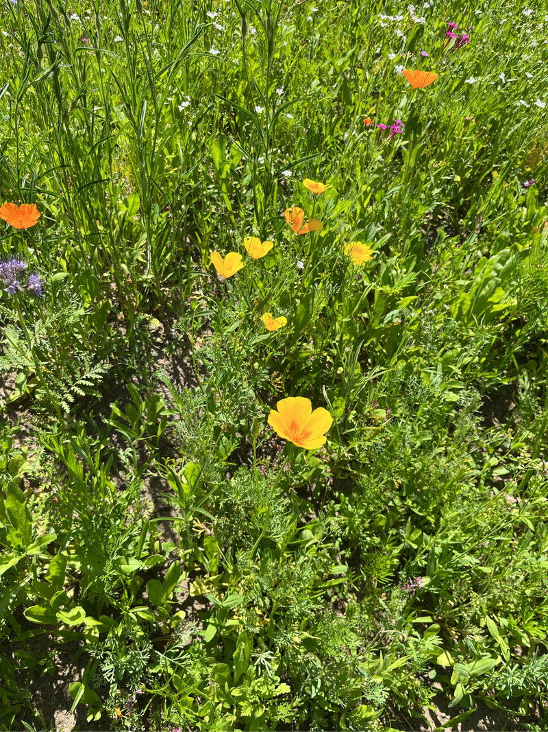 L'image montre une prairie avec plusieurs fleurs jaunes et orange du pavot de Californie. Les plantes poussent parmi diverses herbes et plantes vertes.