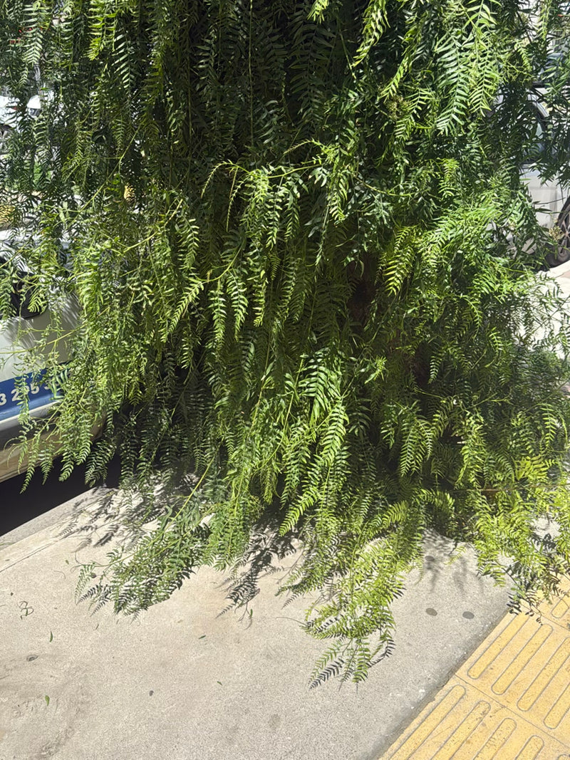 Poivre de Californie — Bild 2
