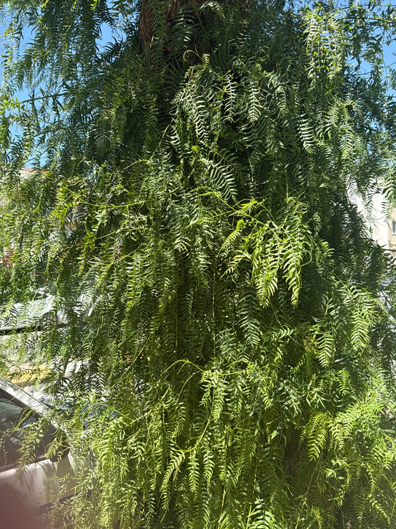 Poivre de Californie — Bild 1