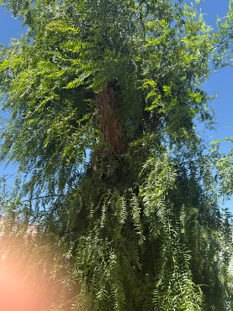 Poivre de Californie — Bild 3
