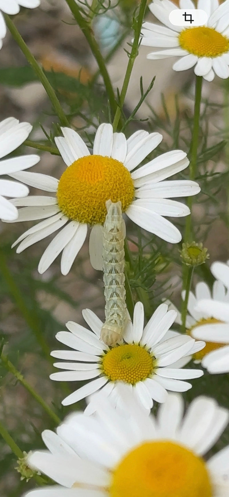 Moine camomille — Bild 1
