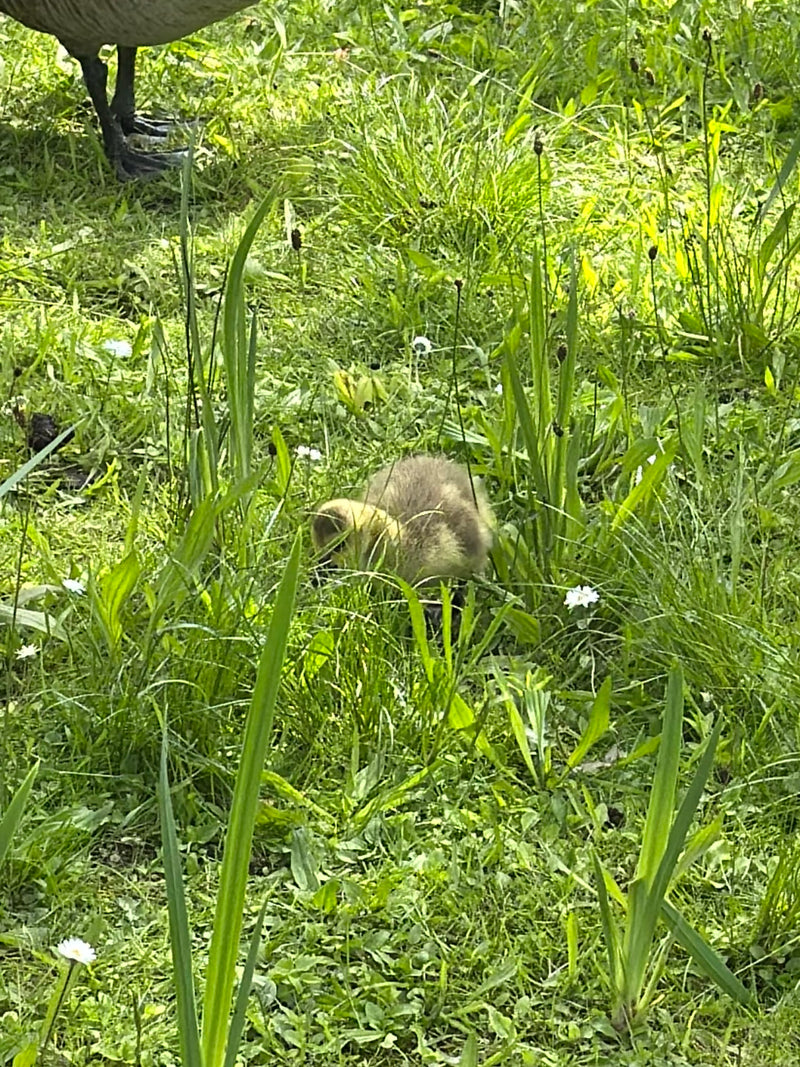 Un oison de bernache du Canada marche dans de hautes herbes dans un pré. Les pattes d'un oiseau adulte sont également visibles en haut à gauche.
