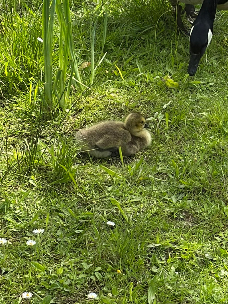 Un jeune oison de bernache du Canada se repose dans l'herbe verte, tandis que la tête d'un adulte est visible à droite.