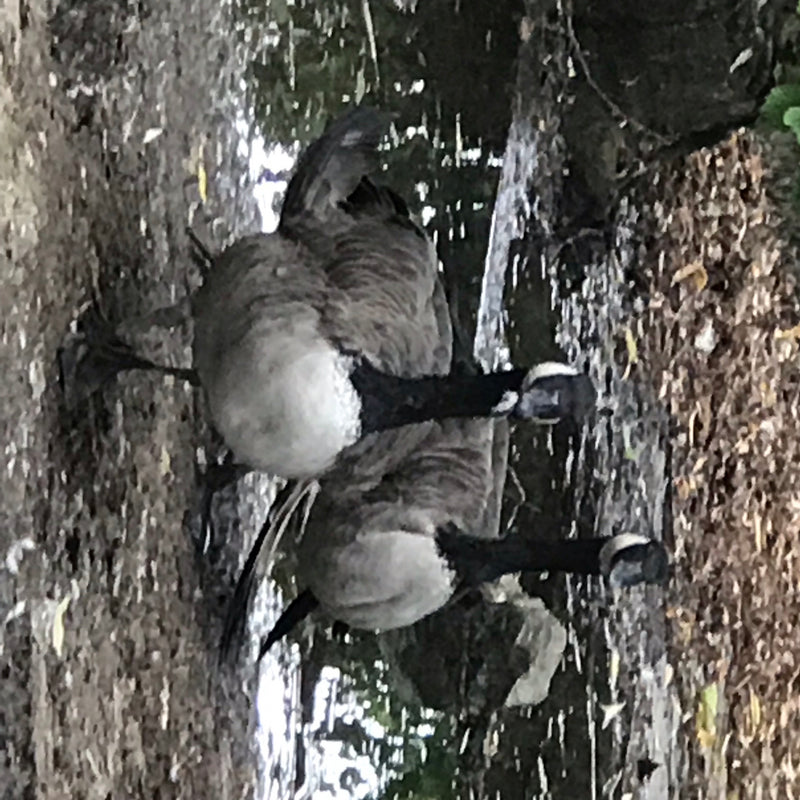 Deux bernaches du Canada se tiennent sur un sol couvert de feuilles près d'un point d'eau. On distingue leur marquage caractéristique de la tête et leur plum...