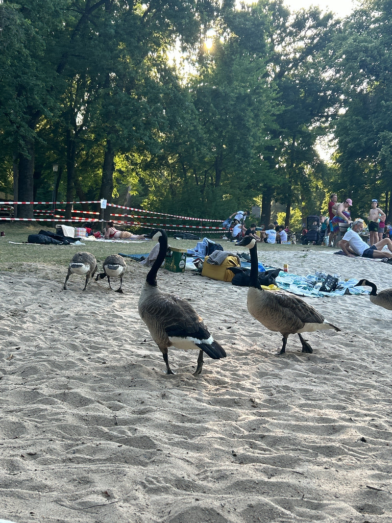 Plusieurs bernaches du Canada marchent sur une plage de sable dans un parc. Des baigneurs et des arbres sont visibles en arrière-plan.
