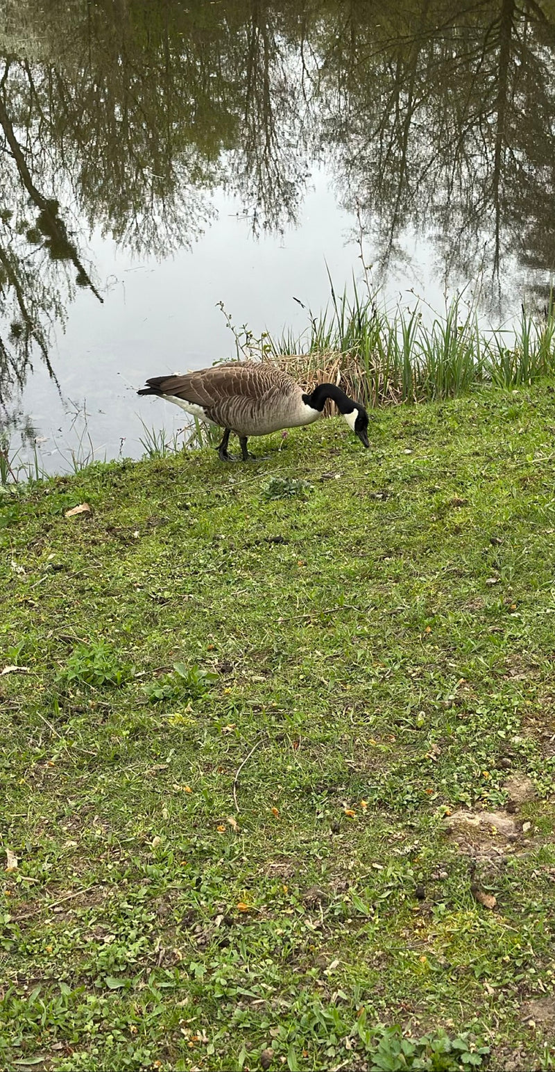 Une bernache du Canada se tient sur une prairie verte au bord d'un plan d'eau et cherche de la nourriture. La tête noire caractéristique avec la mentonnière ...