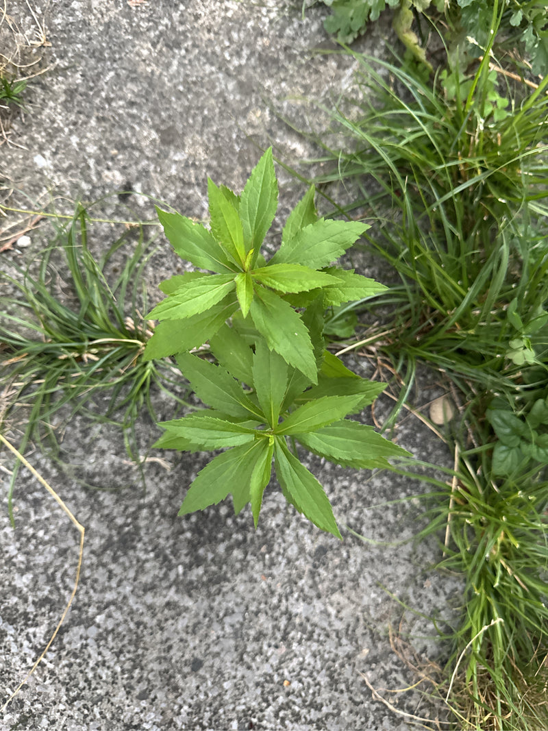 Verge d'or canadienne — photo 4 sur 28