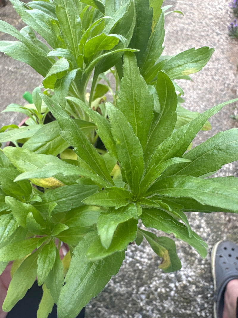 Verge d'or canadienne — Bild 1