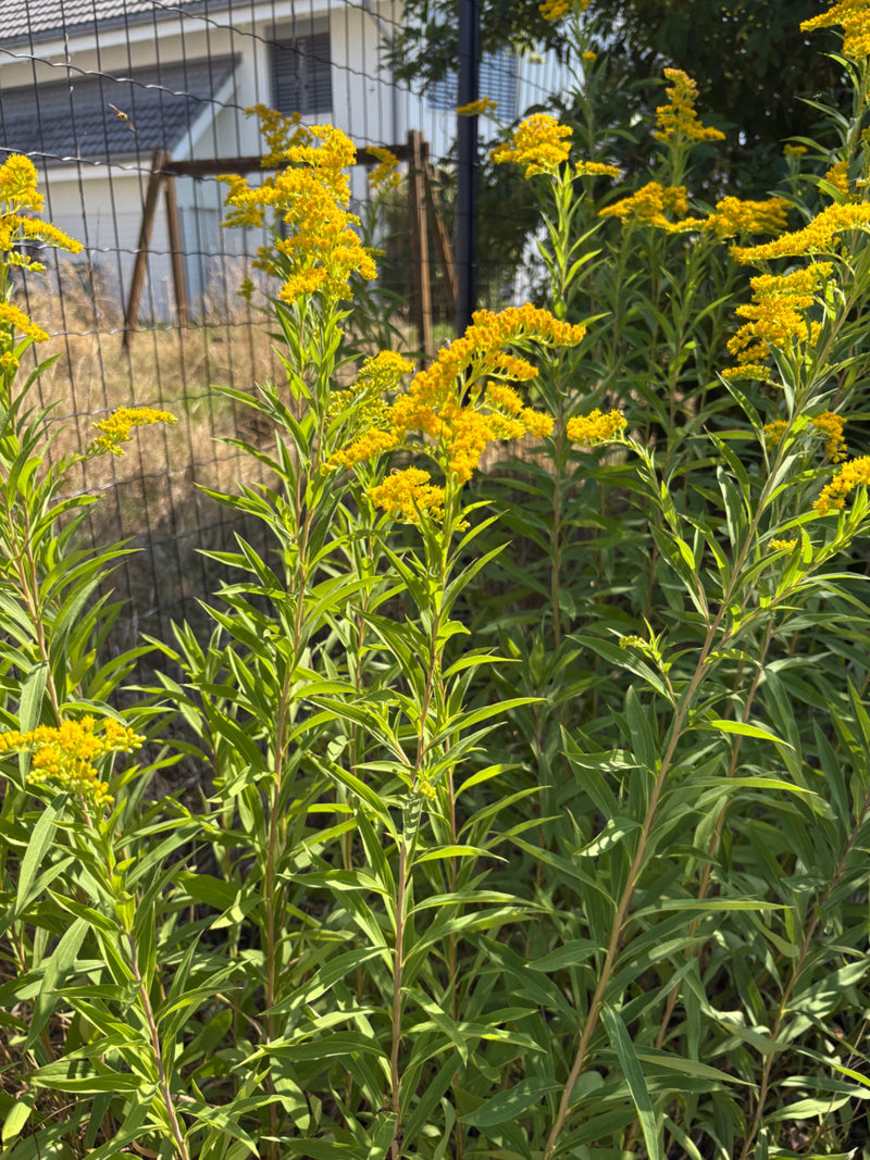 Plusieurs spécimens de verges d'or du Canada se tiennent rapprochés et présentent leurs inflorescences jaune vif caractéristiques. Les tiges vertes sont dens...
