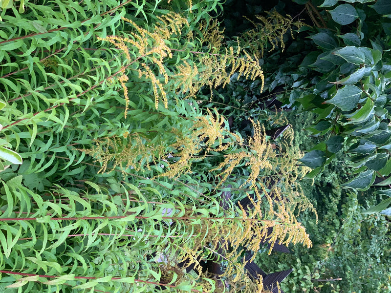 L'image montre un peuplement dense de verge d'or du Canada avec des inflorescences jaunes et des feuilles vertes. Les plantes poussent dans un environnement ...