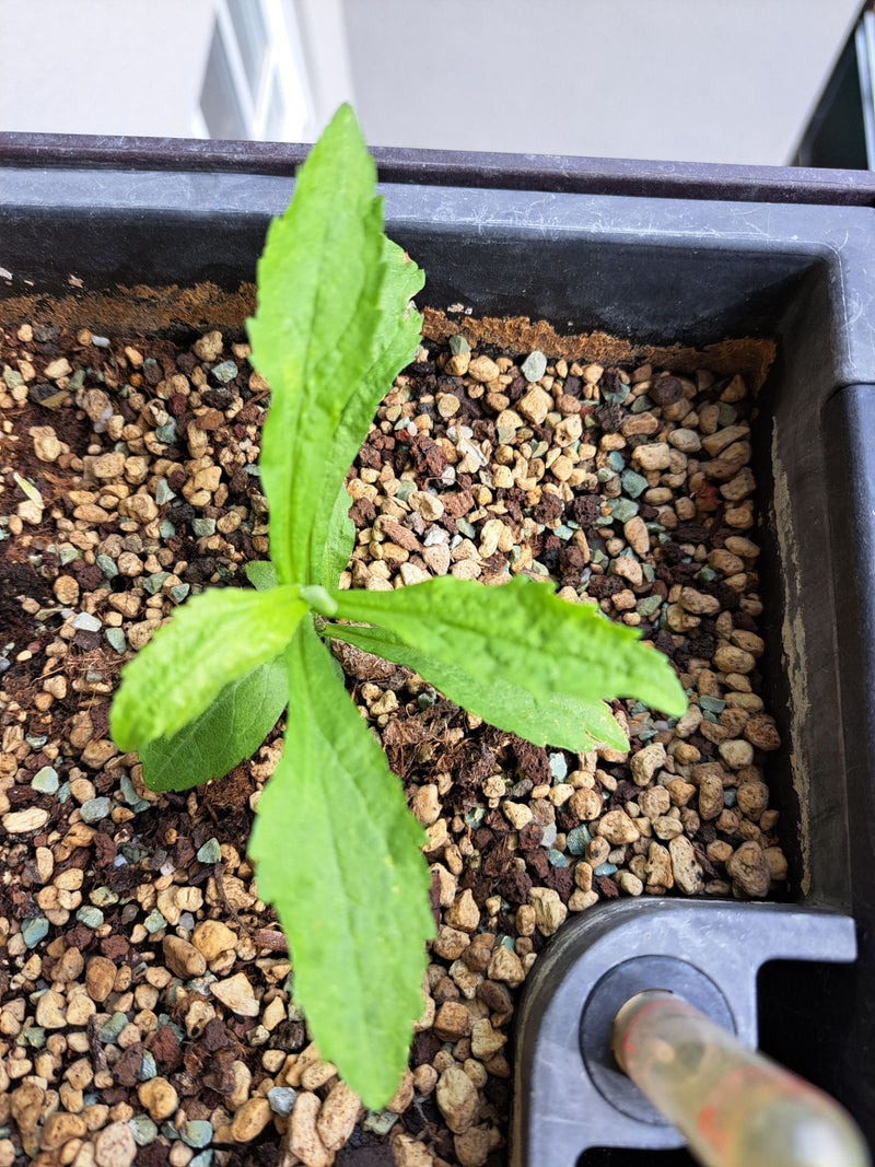 On peut voir une jeune verge d'or du Canada avec des feuilles fraîchement formées. La plante pousse dans un pot rempli de granulés d'argile.