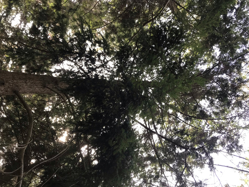 pruche du Canada — photo 2 sur 2