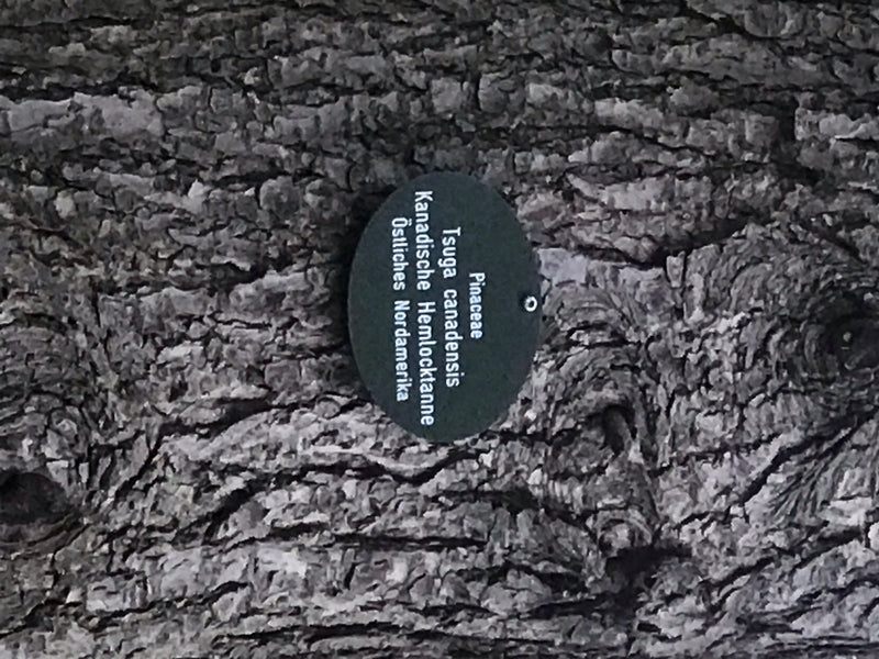 pruche du Canada — photo 1 sur 2